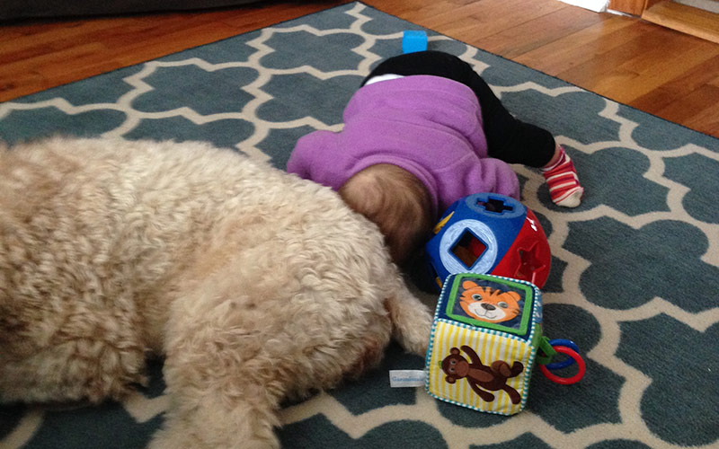 Hannah and Meeko have become better friends too — here Hannah is play sleeping next to Meeko
