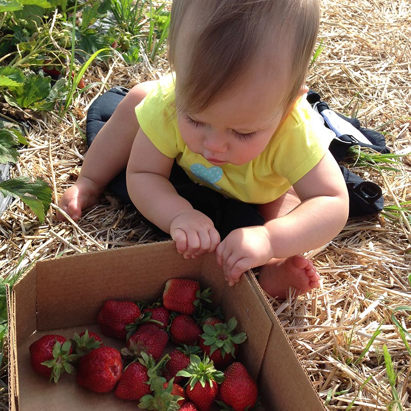 She got her hands on a few strawberries when we went picking